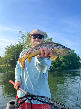 Brown trout fly fishing