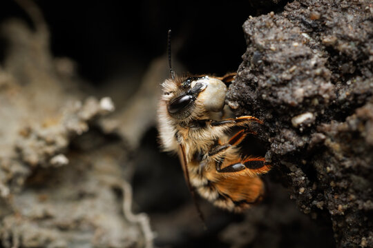 Miner Bee