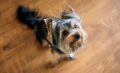 Home, dog and cute pet with puppy, best friend and obedient with top view in living room. Portrait, animal and hair in house with care, adoption and Yorkshire terrier with mammal and furry