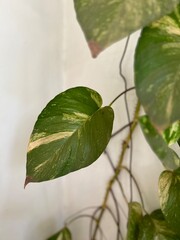 greenery on a white wall background -travel texture in Cambodia