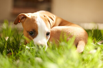Grass, dog and portrait of shy puppy in backyard for adoption, rescue shelter and animal care. Cute, pets and hiding pitbull outdoors for playing, resting and relax in environment, lawn and nature - Powered by Adobe
