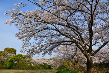 満開のさくら