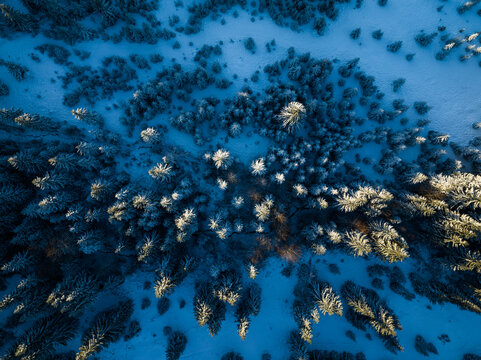 Pine trees from above