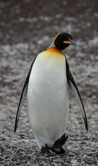 King Penguin in Argentina.  