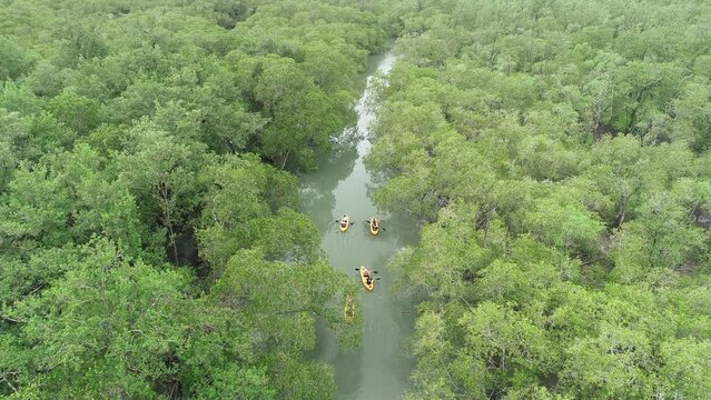 Kayaks in the sea between the mangroves of Saco do Mamangu&aacute; - Paraty, Rio de Janeiro, Brazil