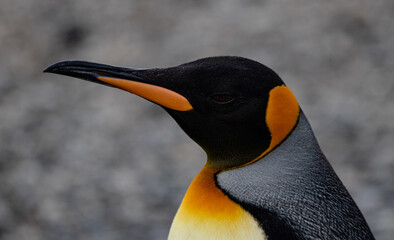 King Penguin in Argentina.  