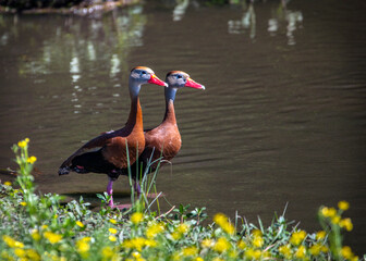 Fototapeta premium Black-bellied Whistling Ducks along Clear Creek in Pearland, Texas