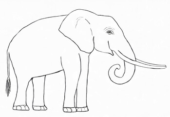 Obraz premium A black and white circus elephant pencil drawing white background, coloring page.