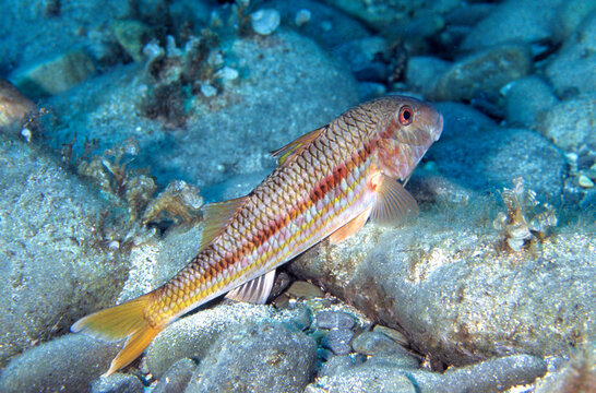 Striped red mullet or surmullet, goatfish, Mullus surmuletus, Triglia di scoglio (Mullus surmuletus) Parco Nazionale Isola dell'Asinara. Sardinia, Italy
