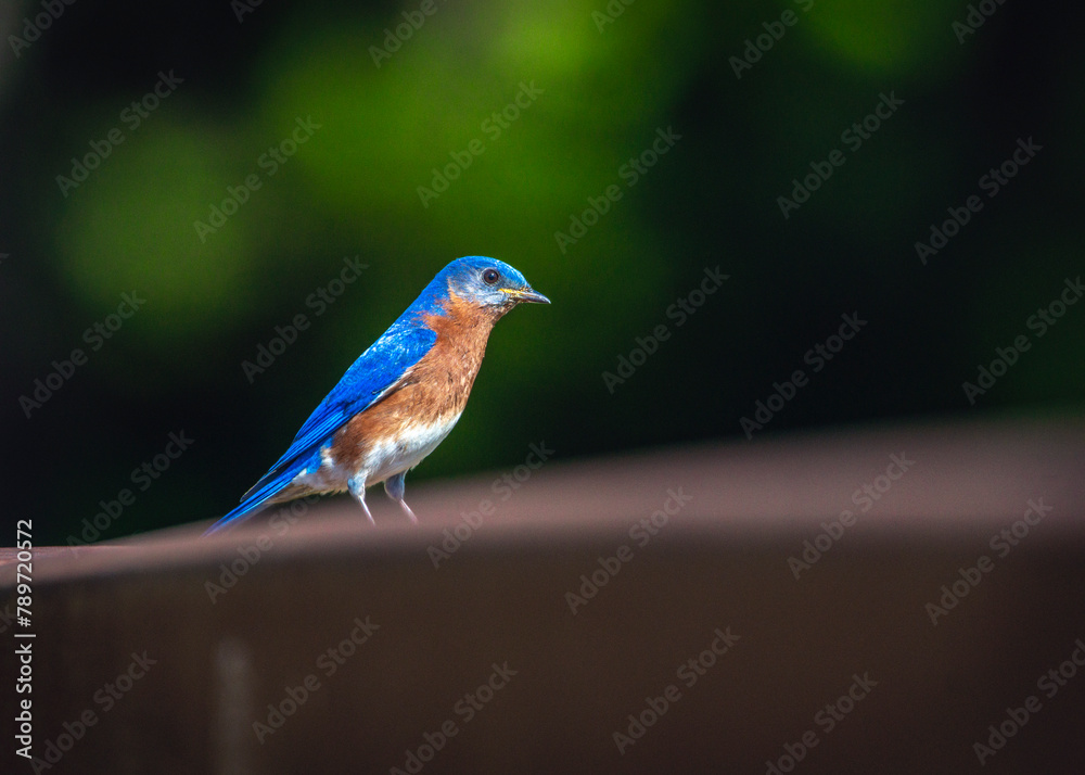 Wall mural Eastern Bluebird at Cullinan Park in Sugar Land, Texas