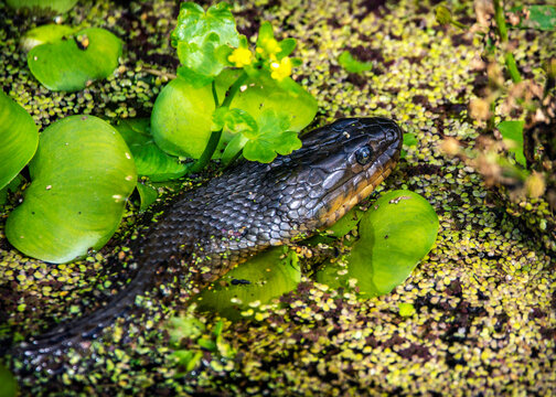 Mississippi Green Water Snake at Cullinan Park in Sugar Land, Texas