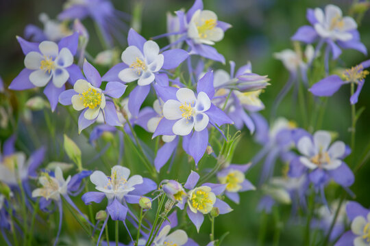 Outdoor Colorful Real Variable Flower Columbine Blue Star Aquilegia Caerulea Overcast Day