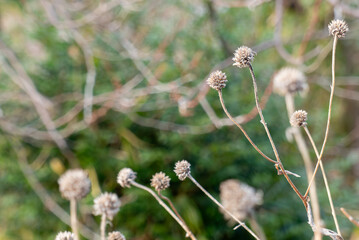 冬の枯れた植物が生き生きと　自然の風景