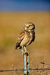 Burrowing Owl 21