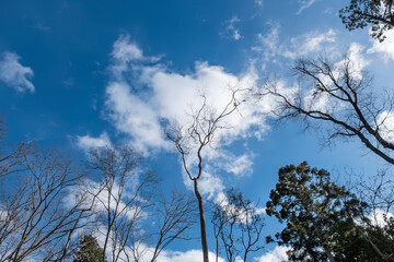 晴れた日の冬でも美しい公園の木や花　滋賀県大津市びわこ文化公園