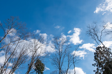 晴れた日の冬でも美しい公園の木や花　滋賀県大津市びわこ文化公園