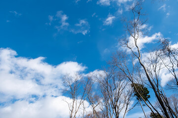 晴れた日の冬でも美しい公園の木や花　滋賀県大津市びわこ文化公園