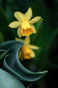 Narcissus T&ecirc;te &agrave; T&ecirc;te flowers