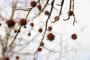 Mature spiny seed pod gainst the sky. American sweetgum tree ball, Liquidambar styraciflua