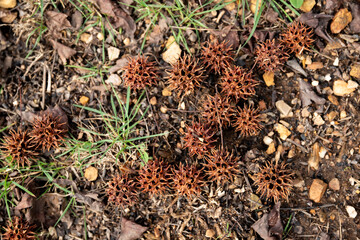 Mature spiny seed pod on the ground. American sweetgum tree ball, Liquidambar styraciflua
