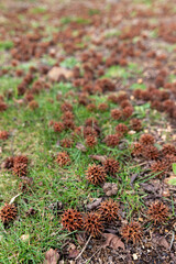 Mature spiny seed pod on the ground. American sweetgum tree ball, Liquidambar styraciflua