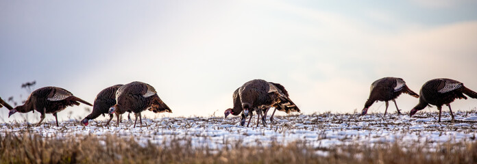 Eastern wild turkey (Meleagris gallopavo) eating in a farmers field