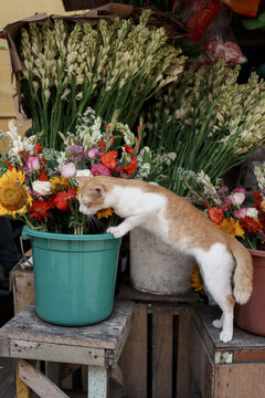 Ginger Cat Playing With Flowers at a Market Stall
