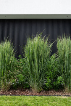 vegetation in garden