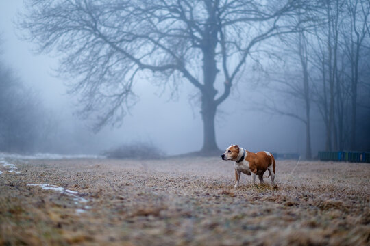 A dog in winter foggy forest