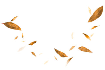 PNG floating brown leaf border, nature autumn collage element on transparent background