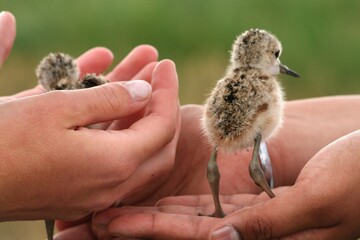 Two chicks being held in hands