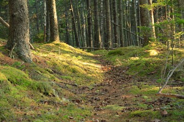 Path in a wood at sunset