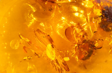 Baltic Amber Closeup