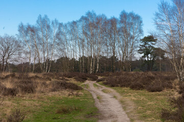 Obraz premium Springtime on the. Veluwe near Velp