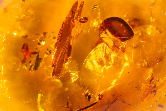Baltic Amber Background  