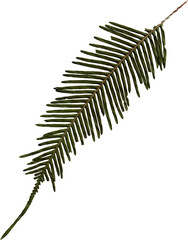 Pressed fern leaf