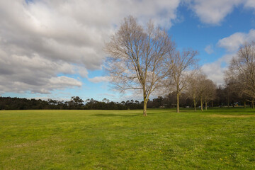 Obraz premium trees in the field