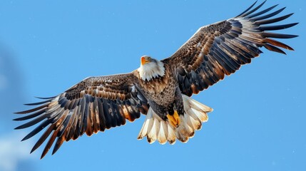 Majestic bald eagle soaring against a clear blue sky, wings spread wide. Created with Generative AI. - obrazy, fototapety, plakaty