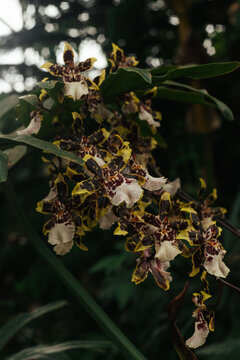 Close-up of flowering orchids in botanical garden