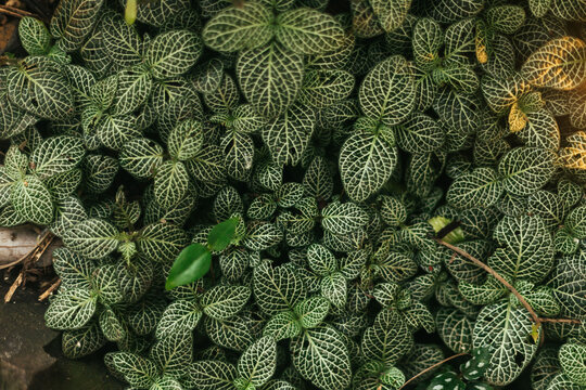 Close-up of tiny leaves in botanical garden