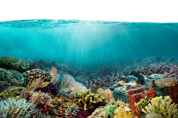 Coral reef png border, transparent background with beautiful environment photo