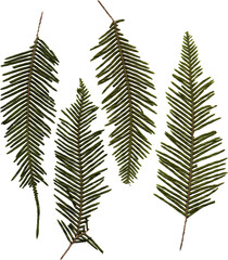 Pressed fern leaves png