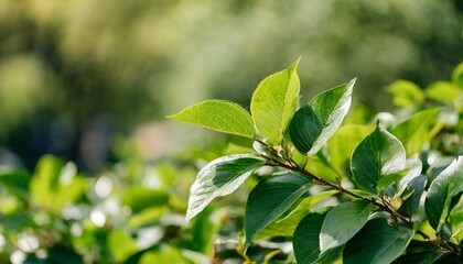 Obraz premium Close-up of vibrant green foliage with blurred background
