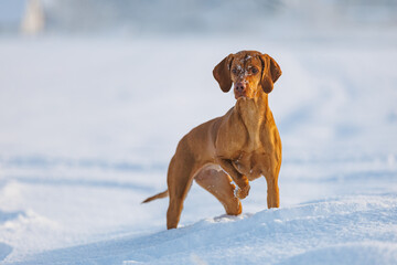 Female Hungarian Vizsla dog playing in the snow