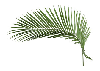 Obraz premium Areca palm leaf png sticker, cut out, transparent background
