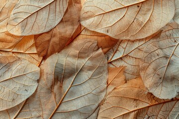 Close up of Fiber structure of dry leaves texture background. Cell patterns of Skeletons leaves, foliage branches, Leaf veins abstract of Autumn background - generative ai