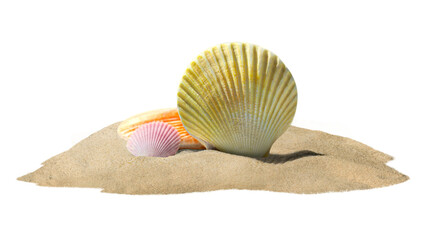 Png shell on sand sticker, creative summer travel concept art, transparent background