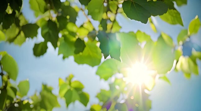 vine leaves under exposure to sunlight