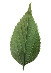 Green leaf png sticker, plant cut out on transparent background
