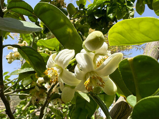 Flowering pomelo tree (lat.- Citrus maxima)